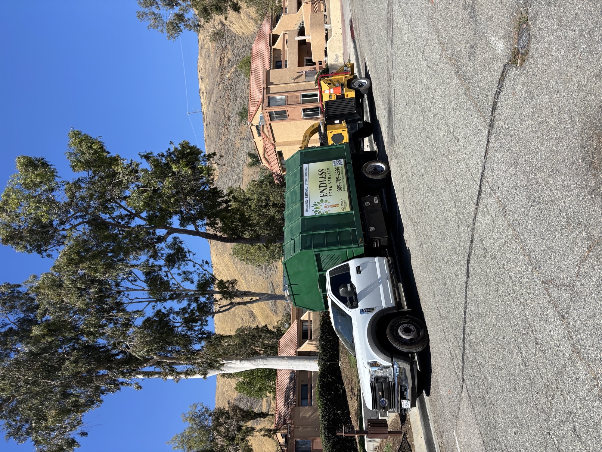 High-Risk Pine Tree Pruning & Canopy Balancing