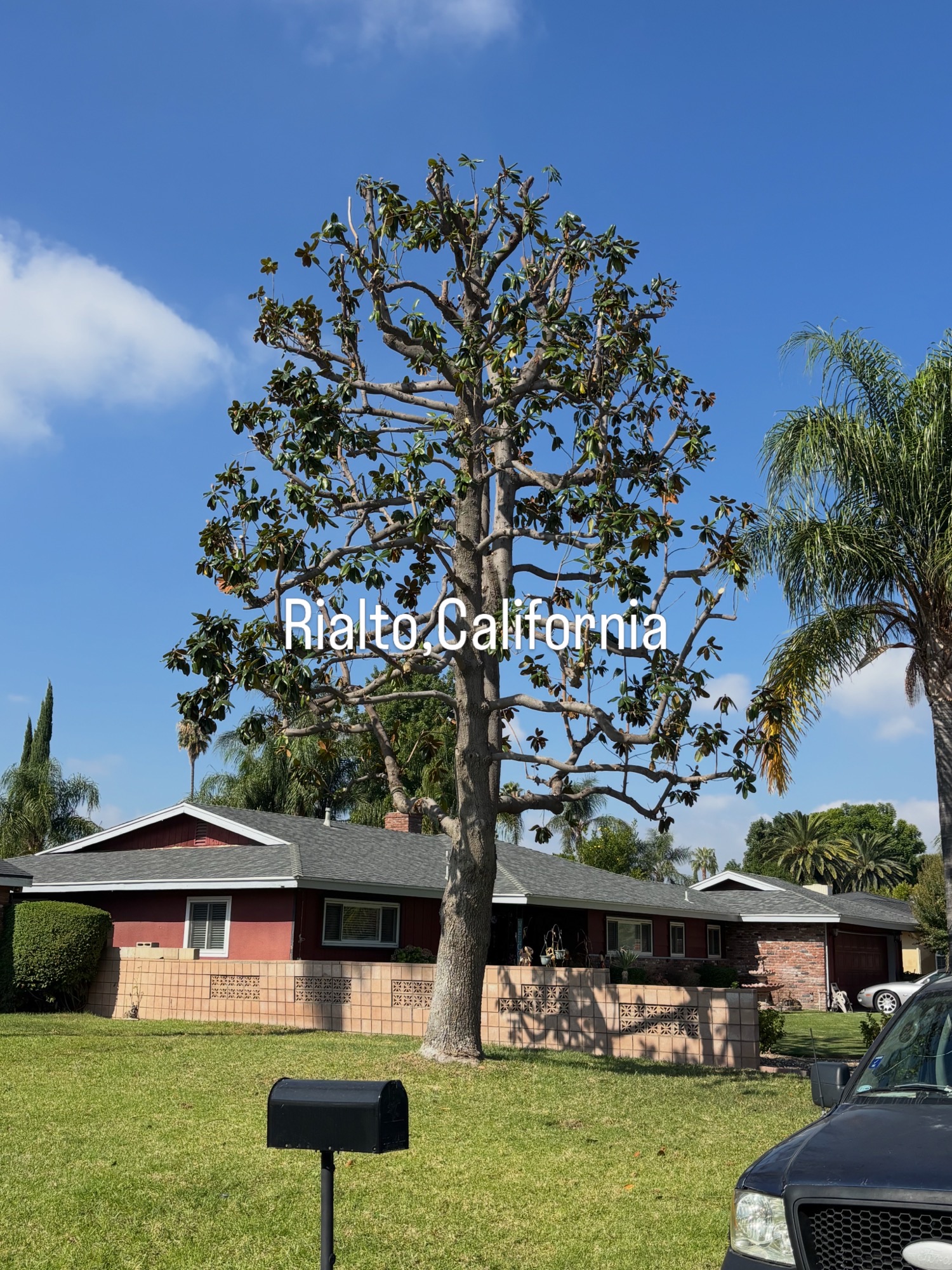 Precision Tree Trimming & Crown Pruning