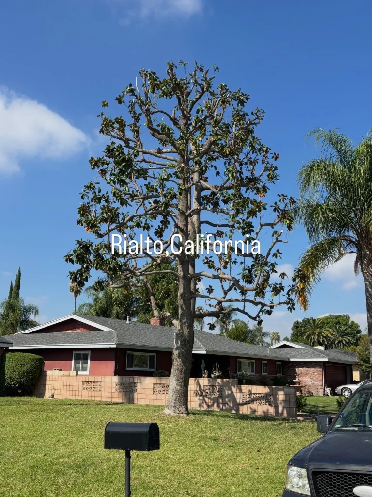Precision Tree Trimming & Crown Pruning