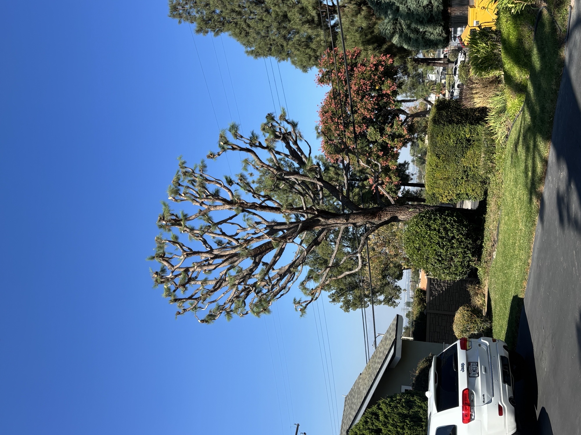 High-Canopy Pine Pruning & Balancing
