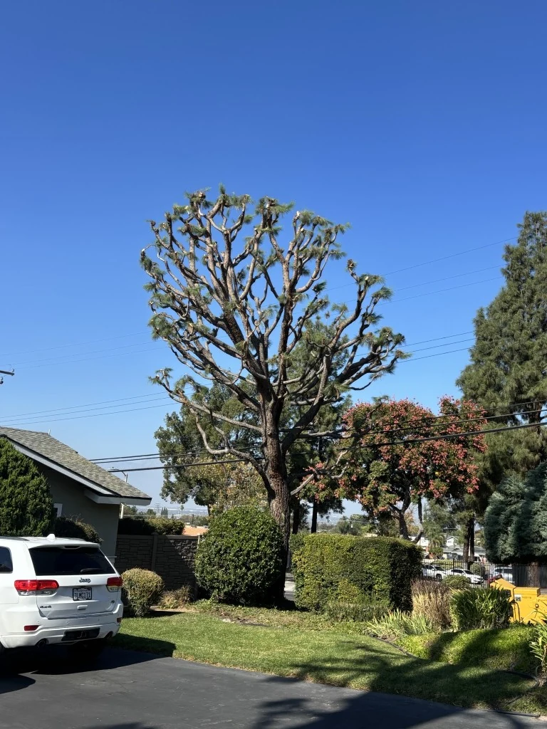 High-Canopy Pine Pruning & Balancing