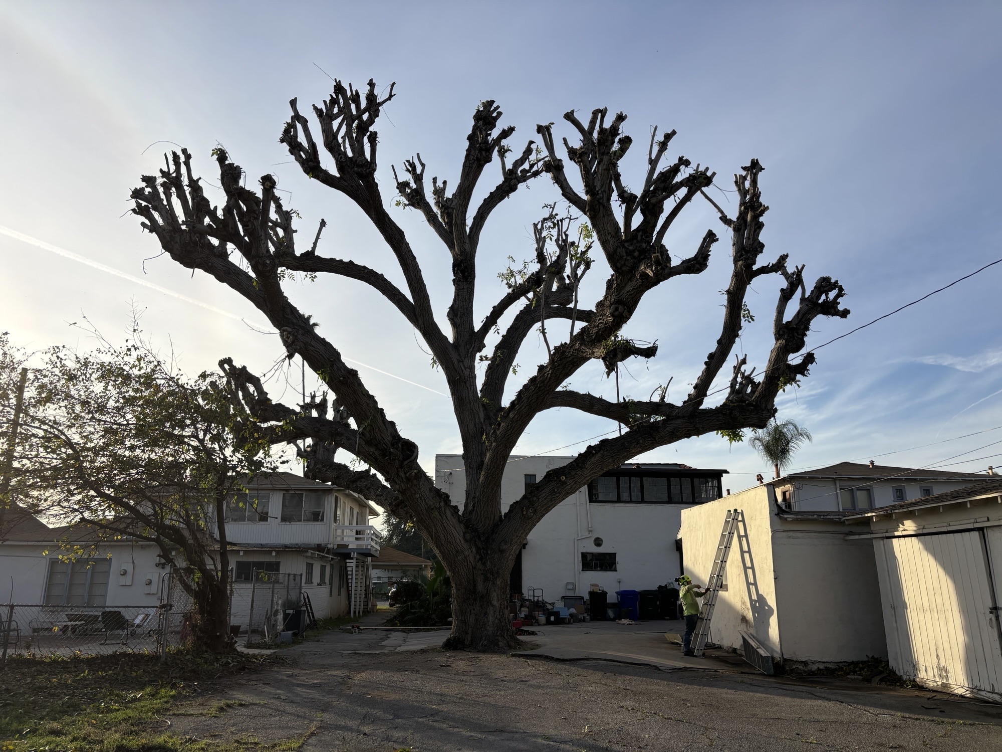 Massive Oak Height Reduction & Crown Pruning