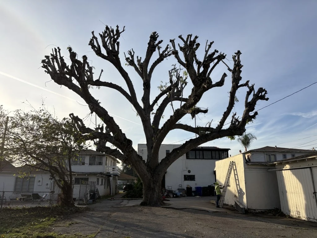Massive Oak Height Reduction & Crown Pruning