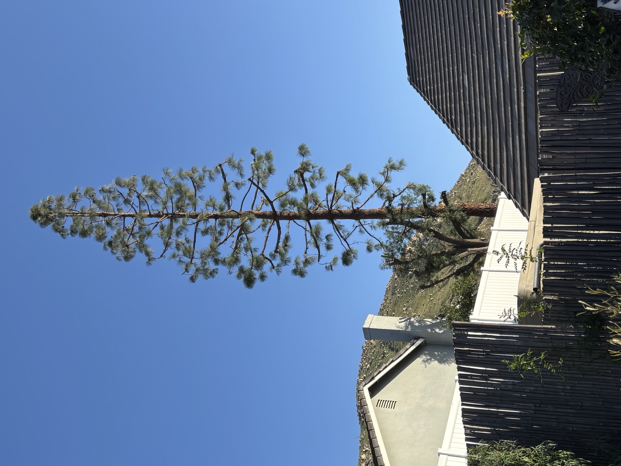 Extreme High-Elevation Pine Tree Care