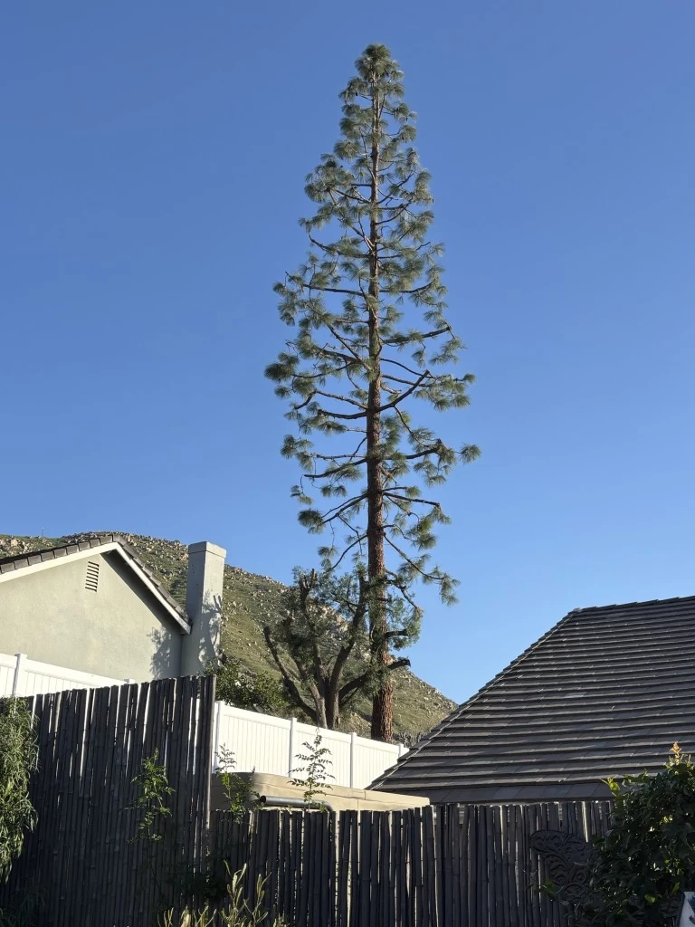 Extreme High-Elevation Pine Tree Care