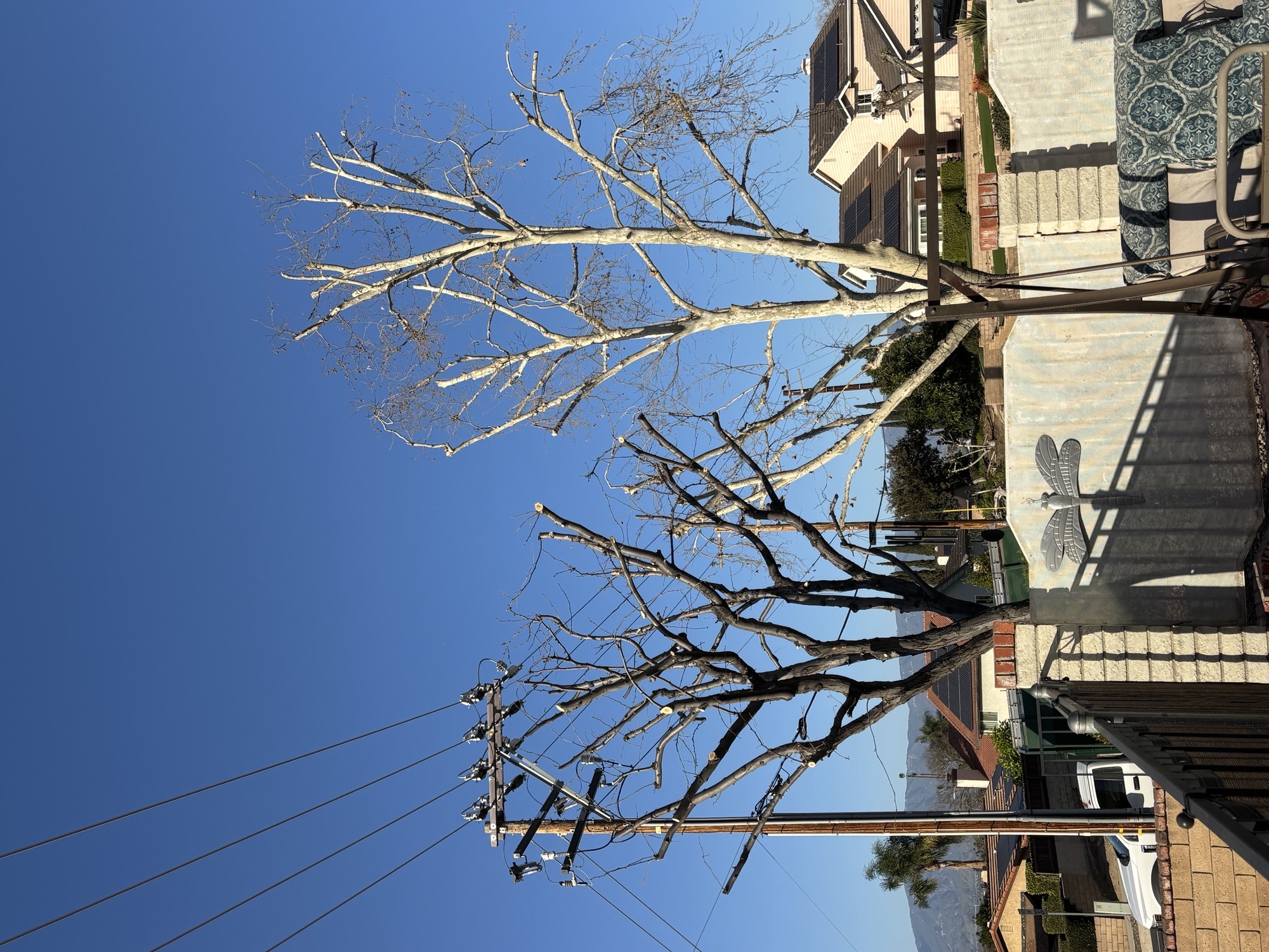 Utility Power Line Clearance & Branch Trimming