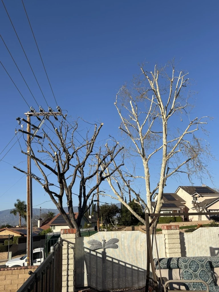 Utility Power Line Clearance & Branch Trimming