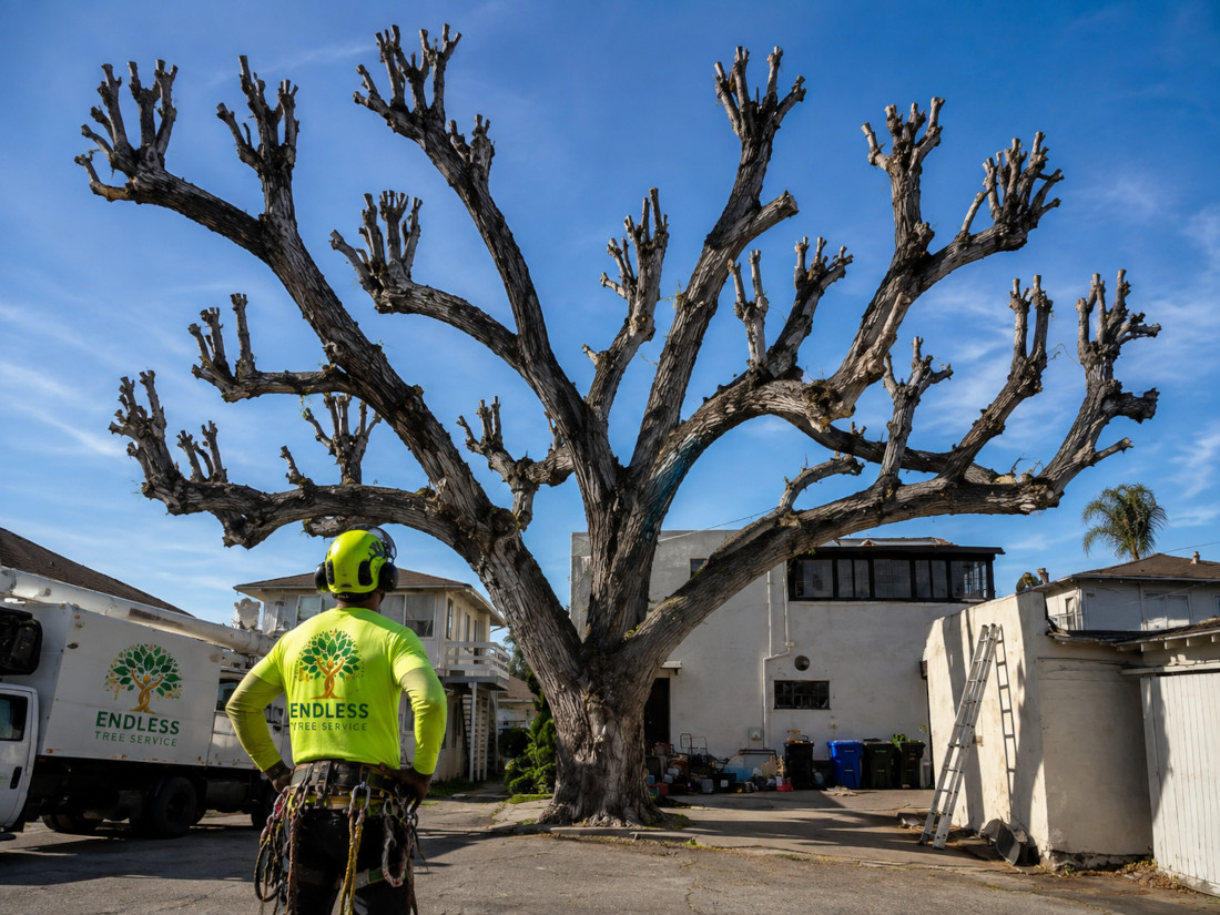 Tree topping height reduction and crown reduction in San Bernardino and Riverside Counties