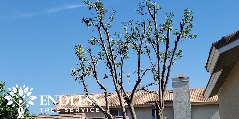 Professional Tree Pruning for San Bernardino, Colton, Redlands, Riverside, Rancho Cucamonga, Rialto, Fontana, Yucaipa and beyond!