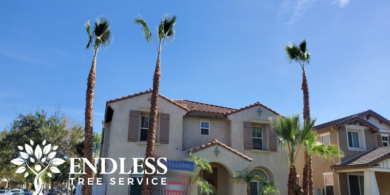 Professional Palm Tree Cleaning for San Bernardino, Colton, Redlands, Riverside, Rancho Cucamonga, Rialto, Fontana, Yucaipa and beyond!