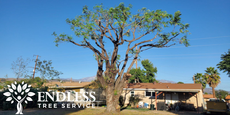 Professional Tree Trimming for San Bernardino, Colton, Redlands, Riverside, Rancho Cucamonga, Rialto, Fontana, Yucaipa and beyond!